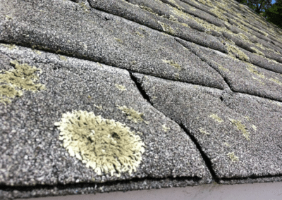 image of Algae Moss Mold Lichen